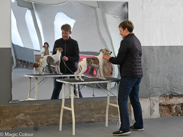 Kennel Magic Colour whippet