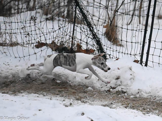 Kennel Magic Colour whippet