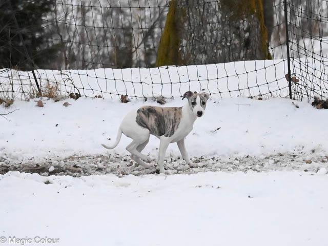 Kennel Magic Colour whippet