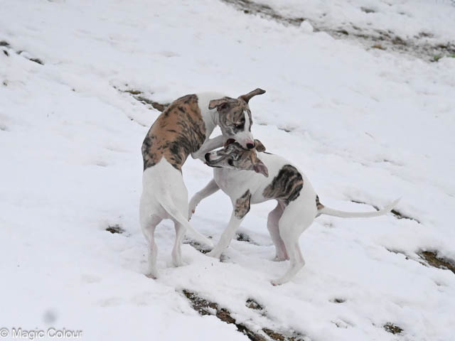 Kennel Magic Colour whippet