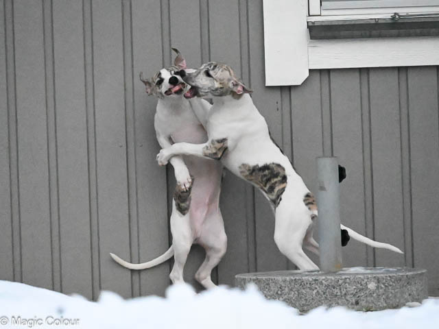 Kennel Magic Colour whippet