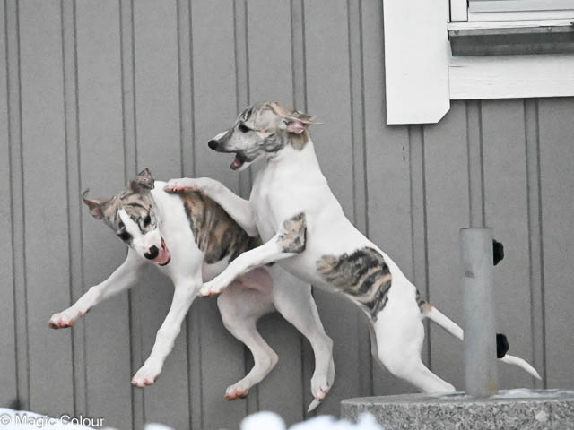 Kennel Magic Colour whippet