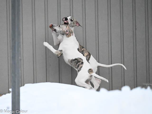 Kennel Magic Colour whippet