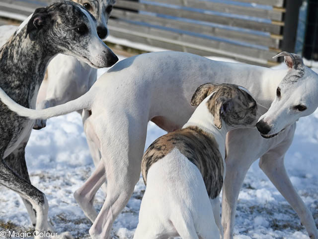Kennel Magic Colour whippet