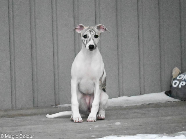 Kennel Magic Colour whippet
