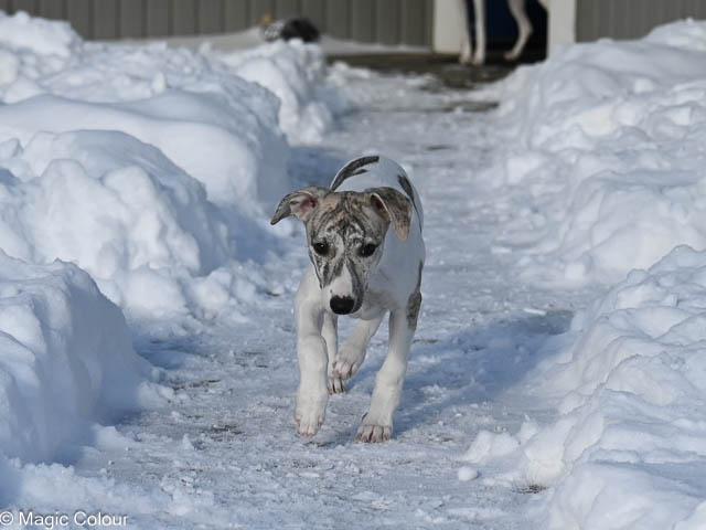 Kennel Magic Colour whippet