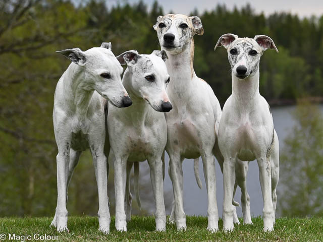 Kennel Magic Colour whippet