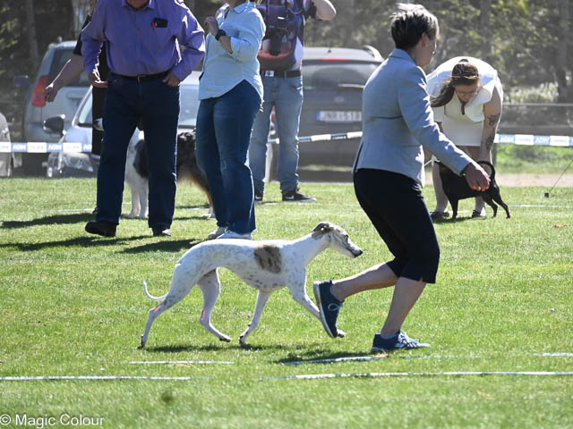 Kennel Magic Colour whippet
