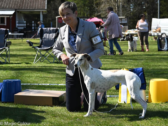 Kennel Magic Colour whippet