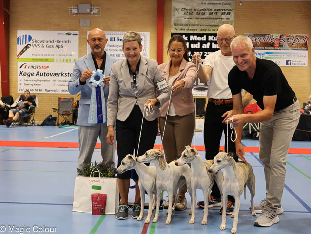 Kennel Magic Colour whippet