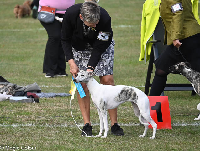 Kennel Magic Colour whippet