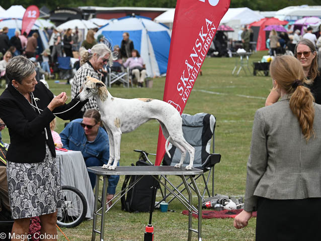 Kennel Magic Colour whippet
