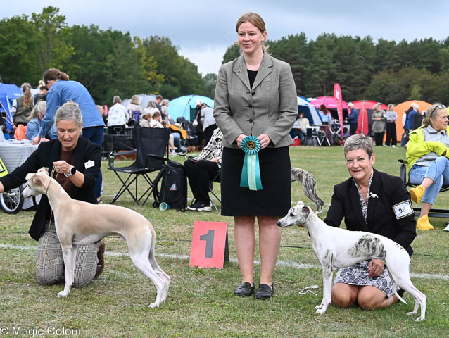 Kennel Magic Colour whippet