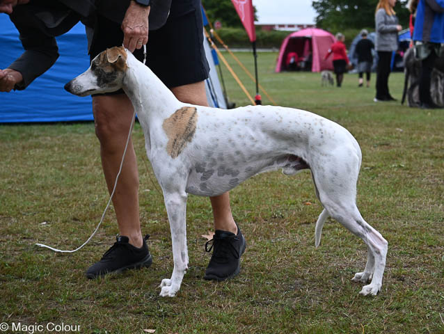 Kennel Magic Colour whippet