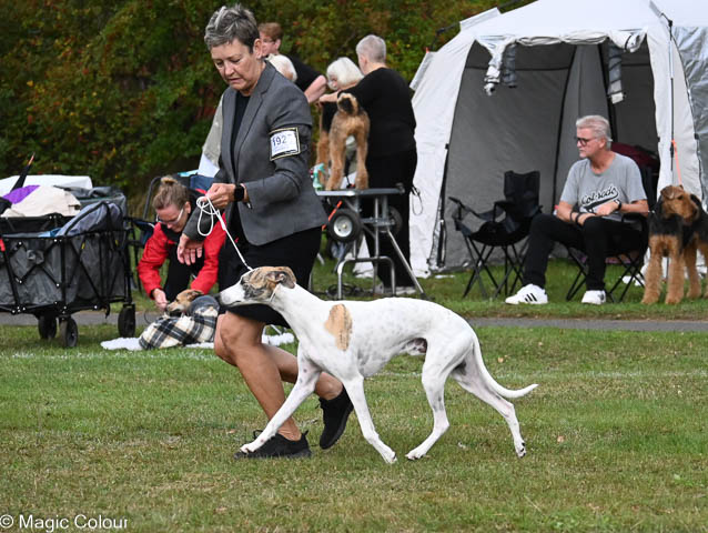 Kennel Magic Colour whippet
