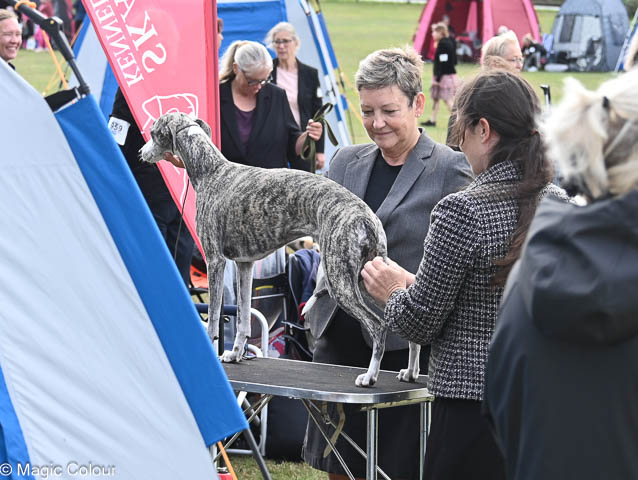 Kennel Magic Colour whippet