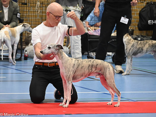 Kennel Magic Colour whippet
