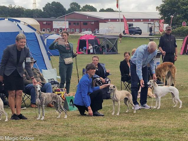 Kennel Magic Colour whippet