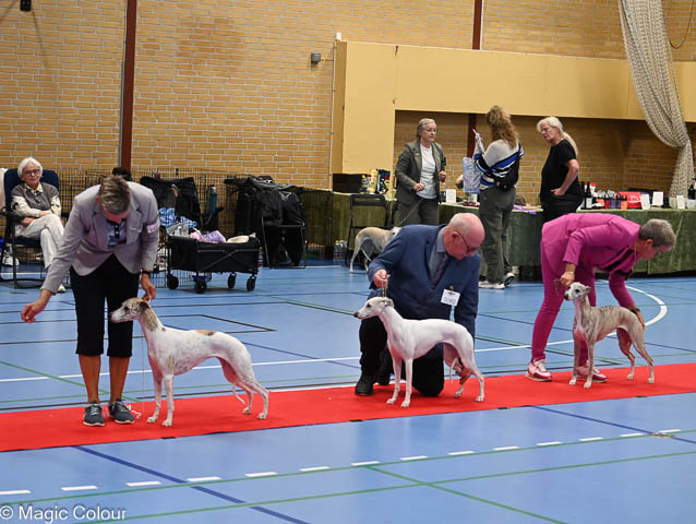 Kennel Magic Colour whippet