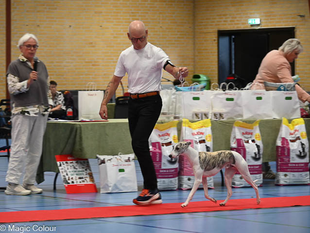 Kennel Magic Colour whippet