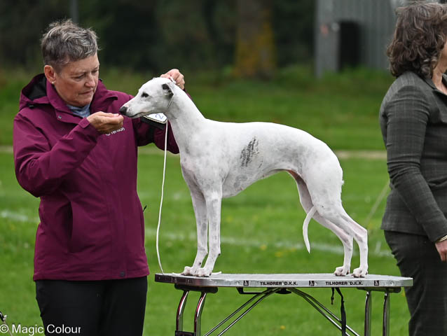Kennel Magic Colour whippet
