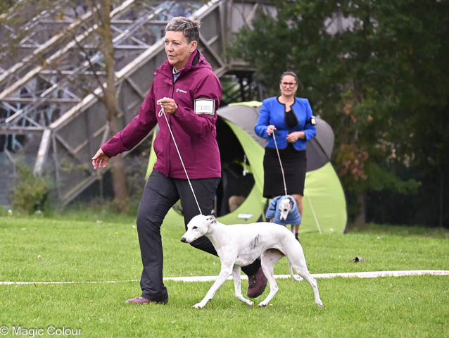 Kennel Magic Colour whippet