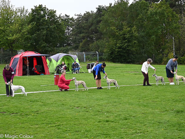Kennel Magic Colour whippet