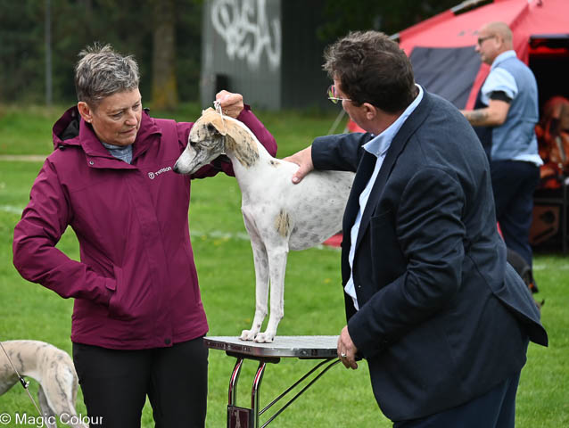 Kennel Magic Colour whippet