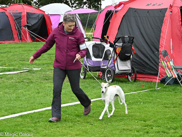 Kennel Magic Colour whippet