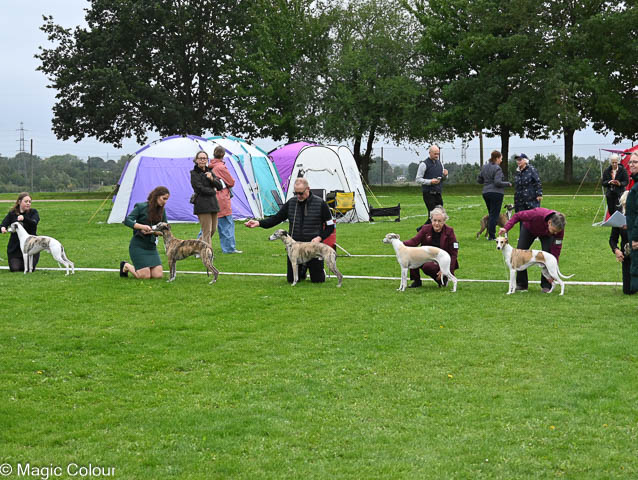 Kennel Magic Colour whippet