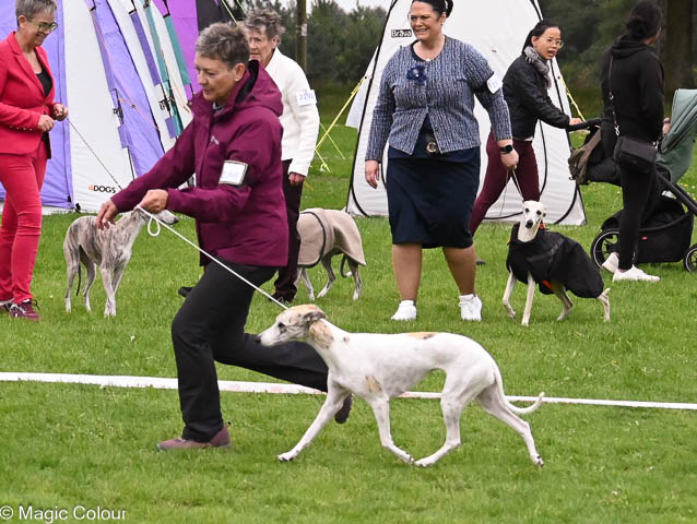 Kennel Magic Colour whippet