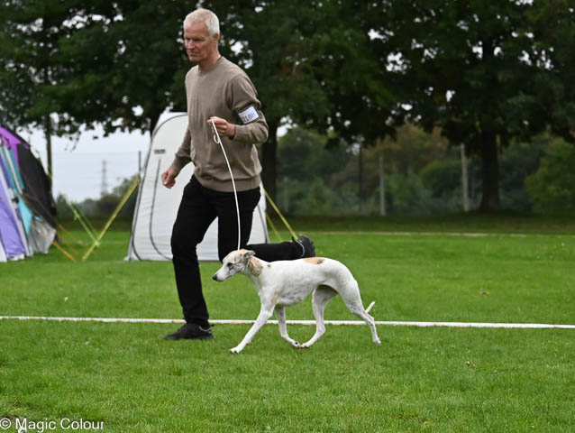 Kennel Magic Colour whippet