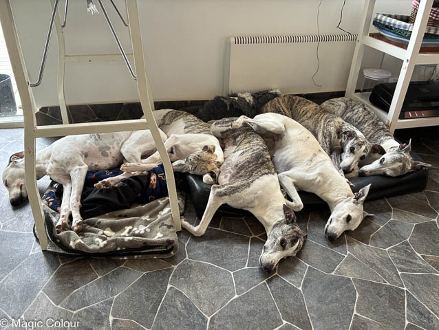 Kennel Magic Colour whippet