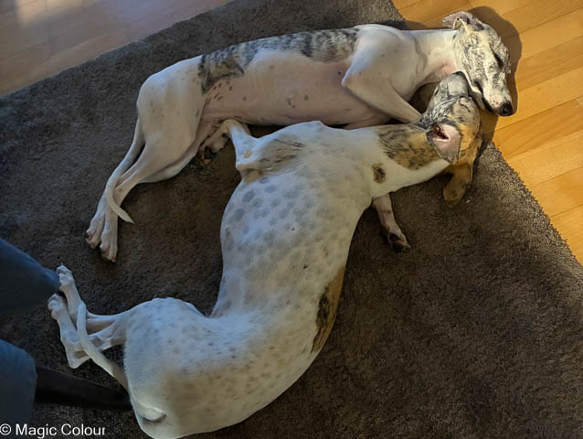 Kennel Magic Colour whippet