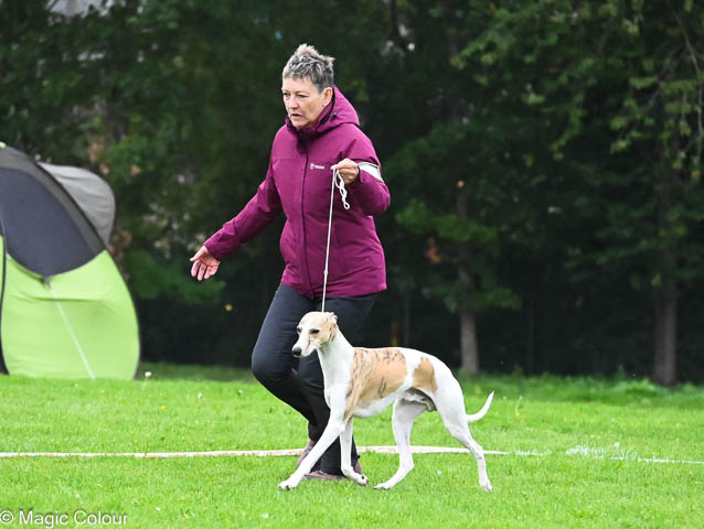 Kennel Magic Colour whippet