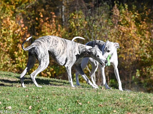 Kennel Magic Colour whippet