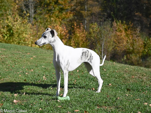 Kennel Magic Colour whippet