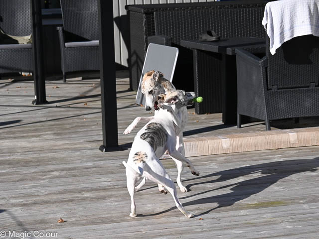 Kennel Magic Colour whippet