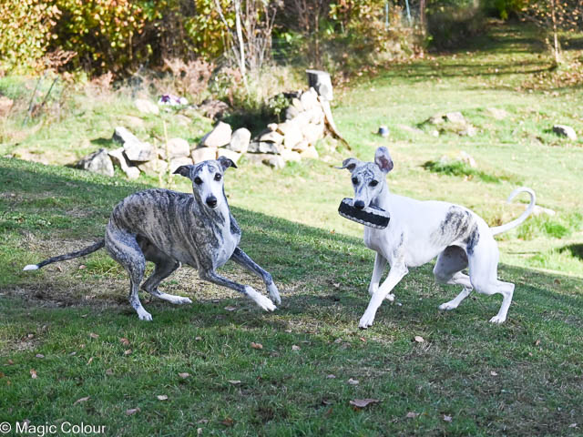 Kennel Magic Colour whippet
