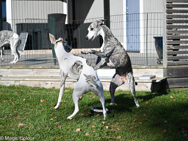 Kennel Magic Colour whippet