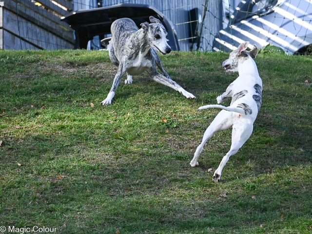 Kennel Magic Colour whippet