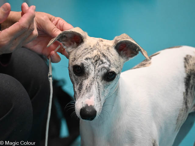 Kennel Magic Colour whippet