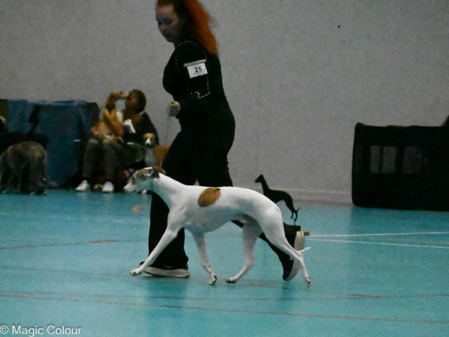 Kennel Magic Colour whippet