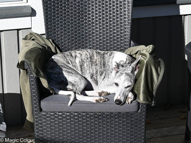 Kennel Magic Colour whippet