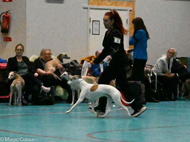 Kennel Magic Colour whippet