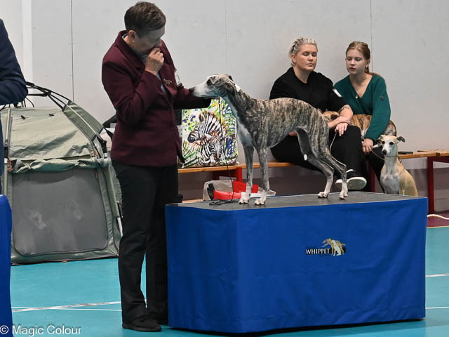 Kennel Magic Colour whippet