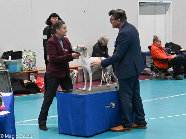 Kennel Magic Colour whippet