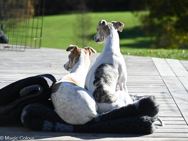 Kennel Magic Colour whippet