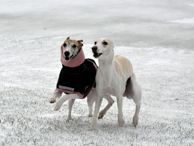 Whippetträff