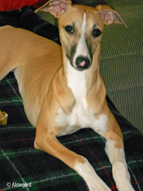 Bijou